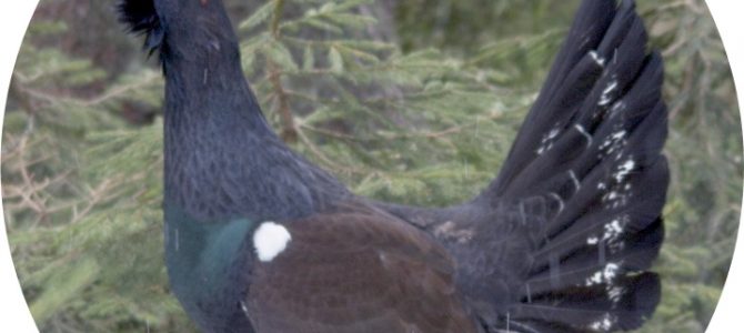 Auerhuhn Kartierung im Kühnischen Gebirge