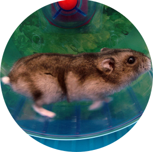 Der Hamster im Rad – Jagdjahr 2015/2016