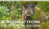 „Wildtierportal Bayern“: Bestandteil moderner Jungjägerausbildung